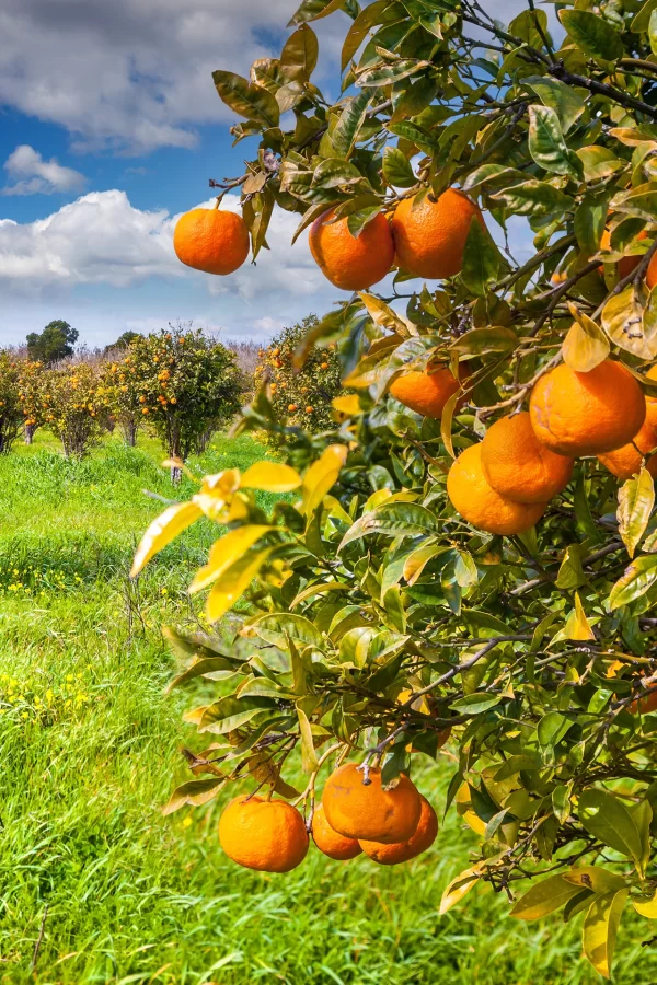 shutterstock_260823515